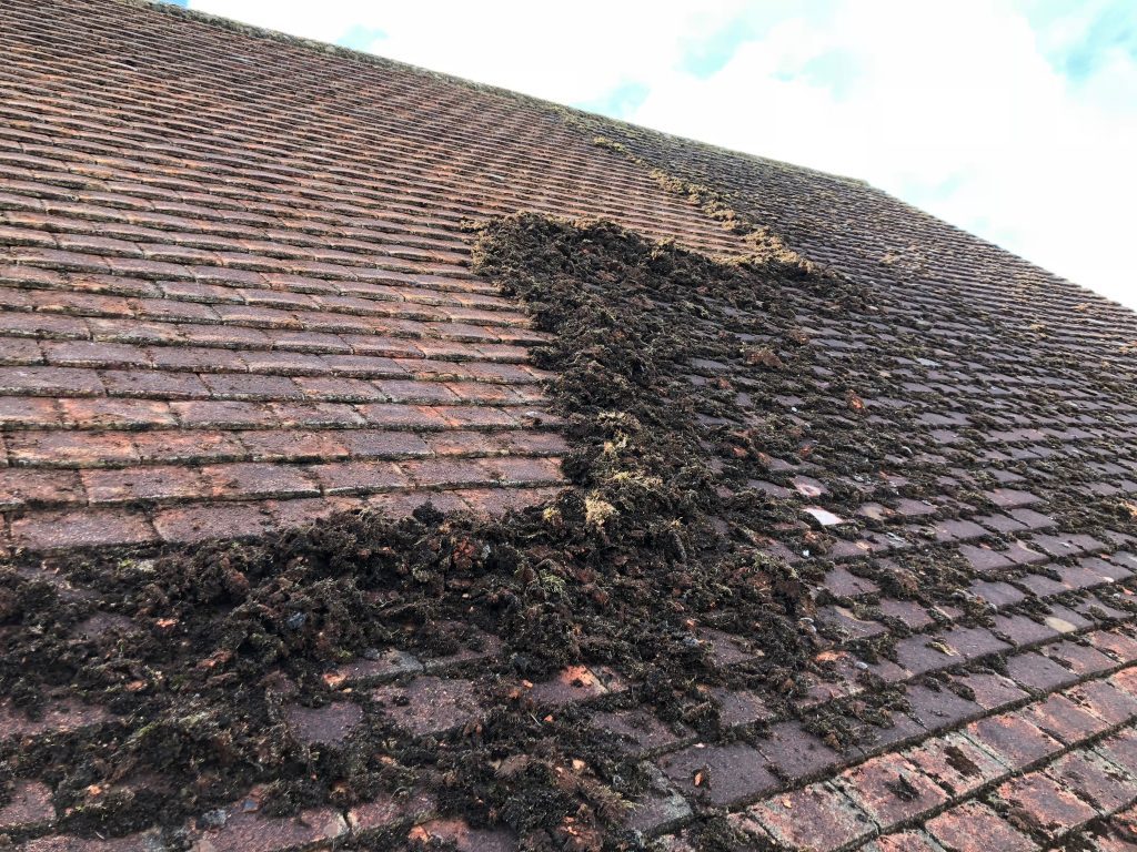 Moss covered tiled roof on a British property before cleaning